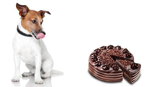 Unveiling the Hazards: Understanding Why Chocolate is Toxic to Dogs