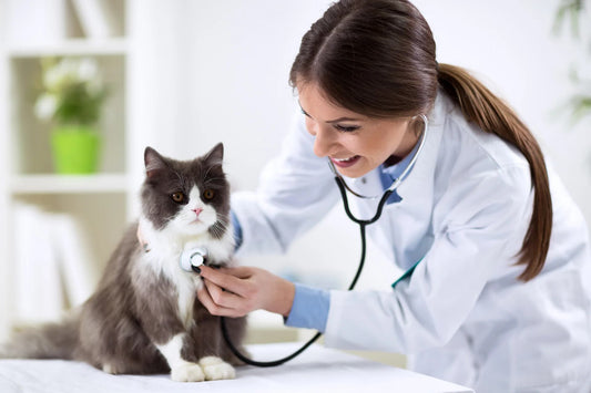 A Comprehensive Guide: How to Check Your Kitten's Health