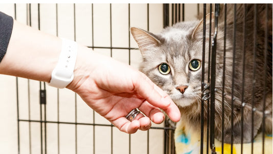 Deciphering the Claws and Jaws: A Comprehensive Guide to Stopping Your Cat's Biting Behavior