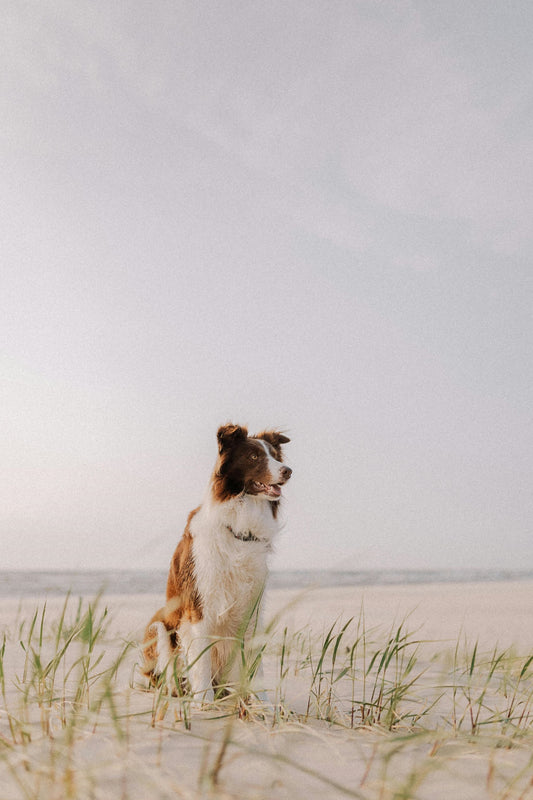 Ultimate Guide: Tips for Going to the Beach with Your Dog