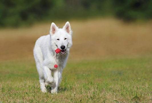 Dog Training: How to Make the Most Out of It