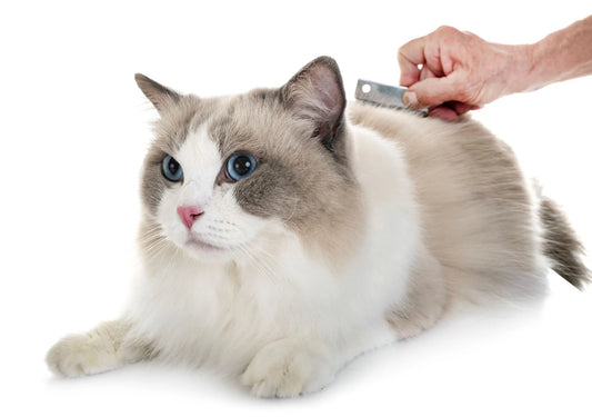 Mastering the Art of Cat Grooming: A Comprehensive Guide