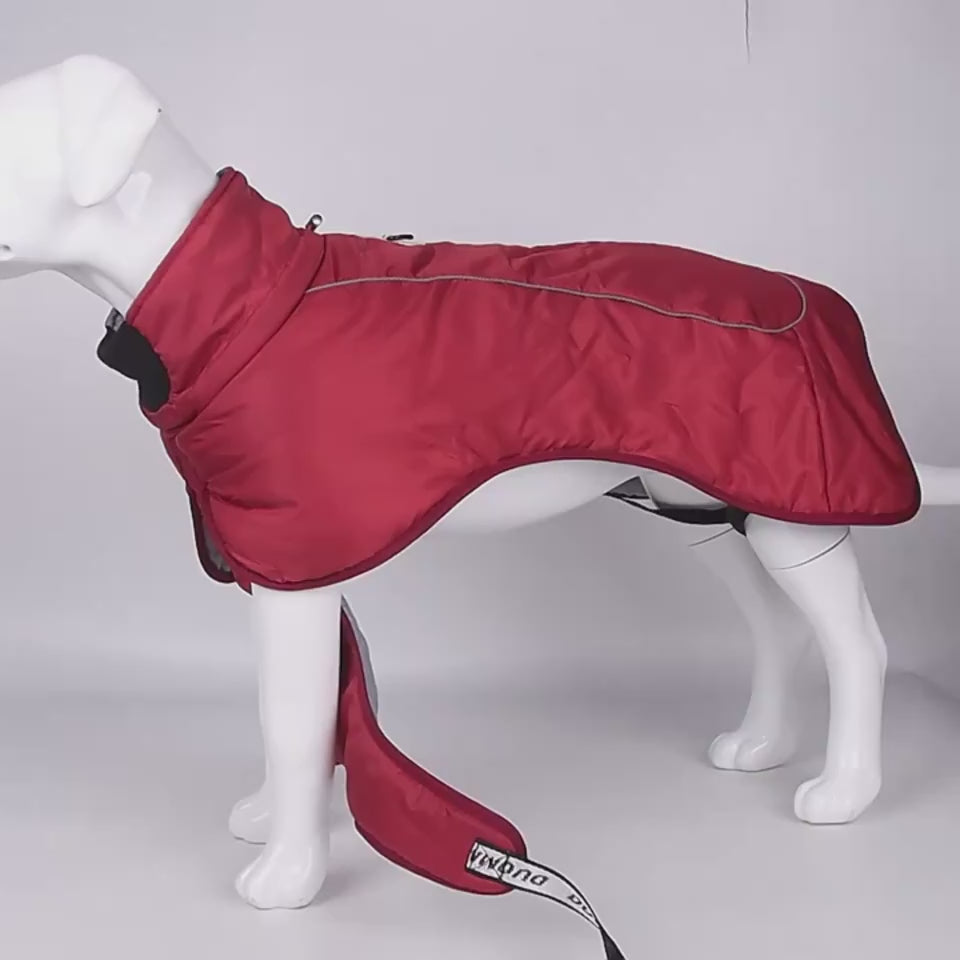 dog jacket